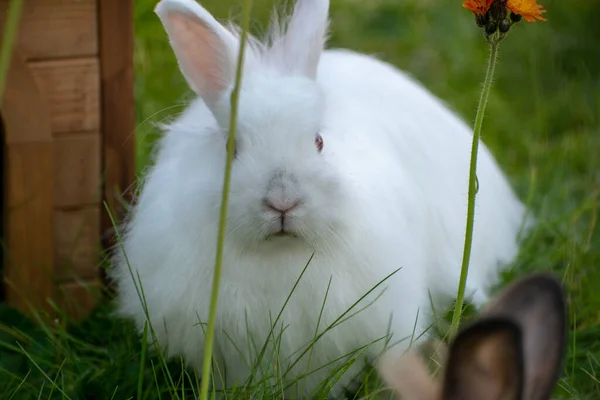 Kırmızı Gözlü Sevimli Tüylü Bir Tavşanın Yakın Plan Fotoğrafı — Stok fotoğraf