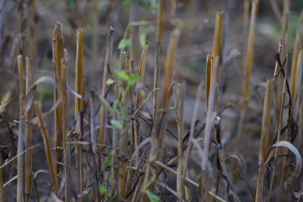 Een Close Shot Van Gedroogd Gras Een Veld — Stockfoto