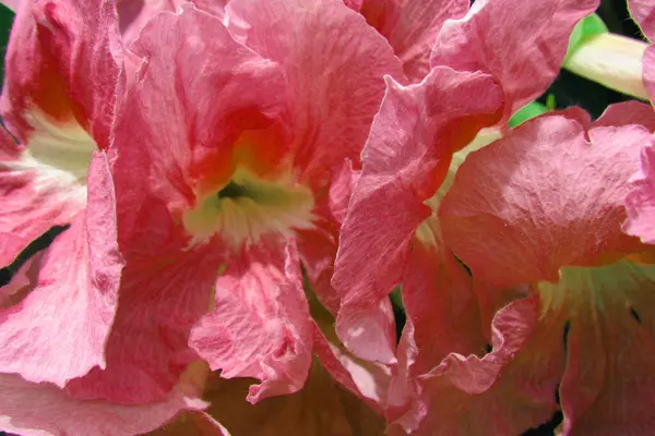 Closeup Shot Iris Flowers — Stock Photo, Image