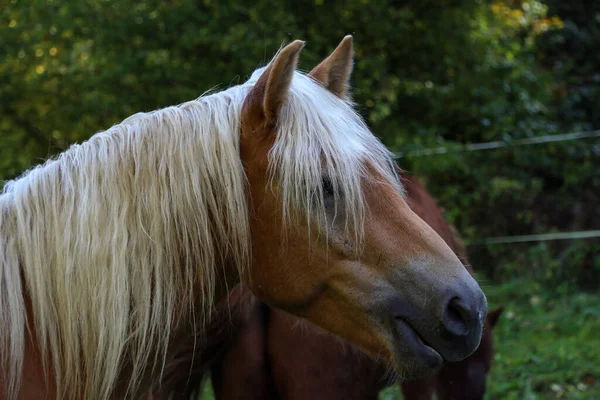 Egy Gyönyörű Haflinger Portréja Kifutón — Stock Fotó