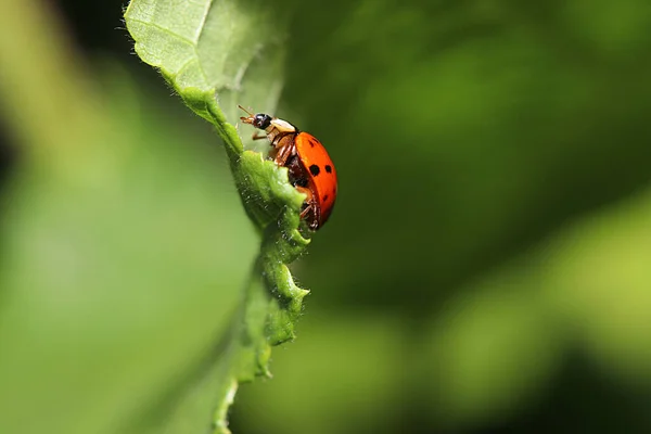 Une Coccinelle Sur Une Feuille Verte — Photo