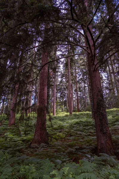 Tiro Vertical Árvores Altas Uma Floresta — Fotografia de Stock