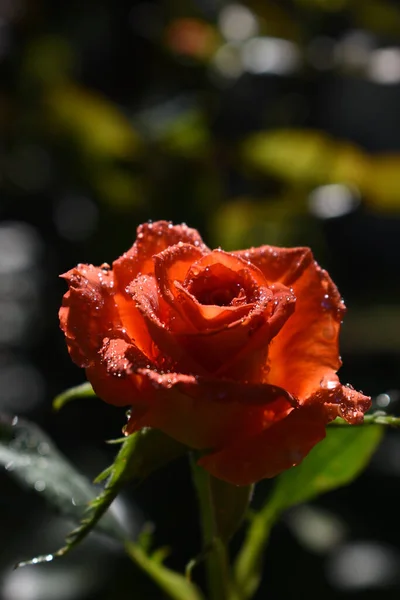 Tiro Vertical Uma Rosa Vermelha Vívida Com Pétalas Molhadas — Fotografia de Stock