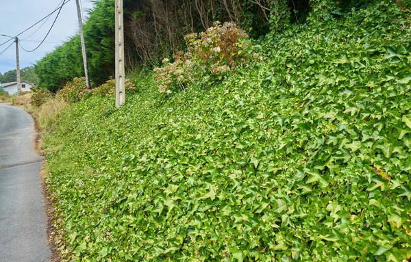 一张植物叶子的特写照片 — 图库照片