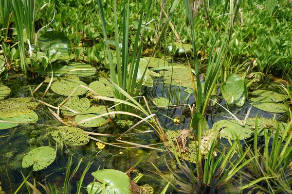 池の睡蓮のクローズアップショット — ストック写真