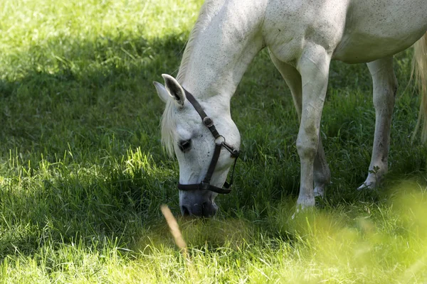 Çayırda Otlayan Beyaz Bir Atın Yakın Çekimi — Stok fotoğraf