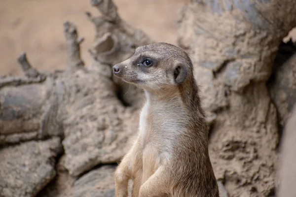 Close Meerkat Bonito Zoológico Osnabruck Alemanha — Fotografia de Stock