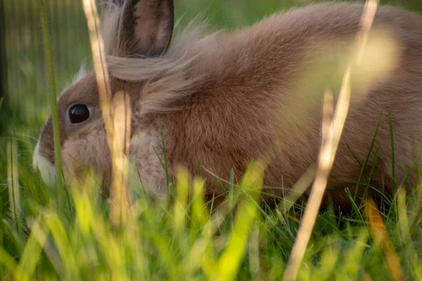 Ein Niedlicher Flauschiger Brauner Hase Sitzt Auf Gras — Stockfoto