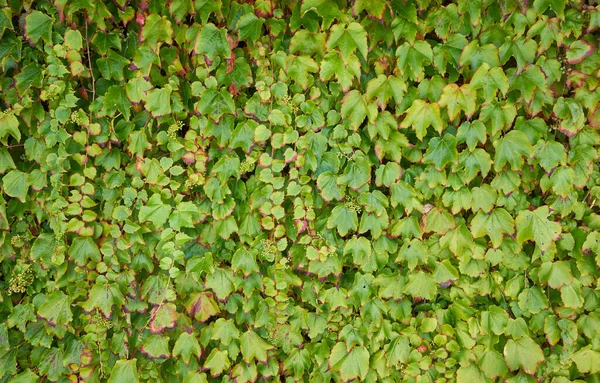 Eine Nahaufnahme Von Pflanzenblättern — Stockfoto