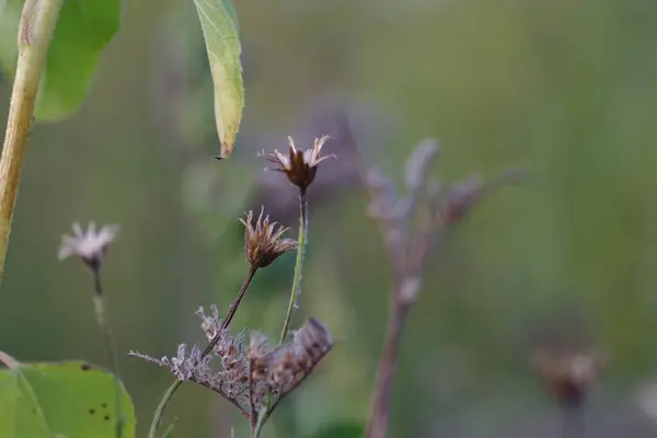 Ein Schöner Schuss Wilder Getrockneter Blumen Einem Wald — Stockfoto