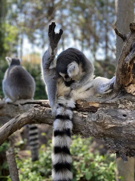 Parktaki Bir Ağaçta Oynayan Sevimli Halka Kuyruklu Lemurların Dikey Çekimi Stok Fotoğraf