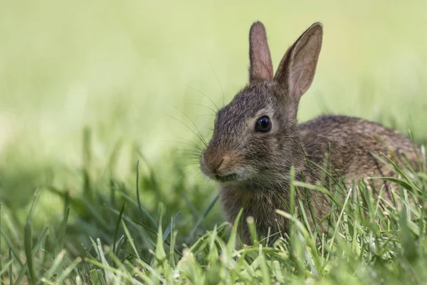 Primo Piano Colpo Adorabile Orientale Cottontail Coniglio Mangiare Foglia Erba — Foto Stock