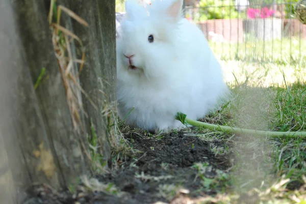 草の上の可愛くてふわふわの白いウサギ — ストック写真