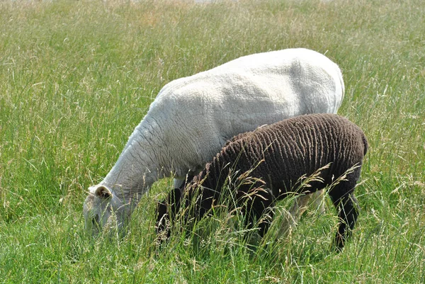 Sheep Grazing Grass Field — Stock Photo, Image
