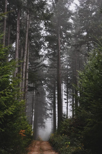 Vertikální Záběr Lesní Cesty Pokryté Mlhou Morvan Francie — Stock fotografie