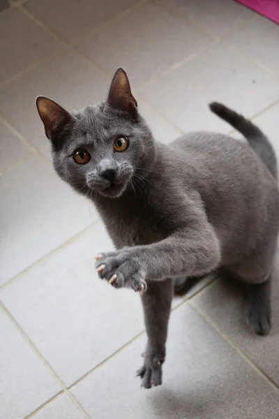 Vertical Shot Cat — Stock Photo, Image