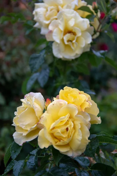 Eine Vertikale Nahaufnahme Schöner Gelber Gartenrosen — Stockfoto
