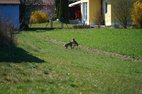 Днем Зеленой Лужайке Бегают Два Кролика — стоковое фото