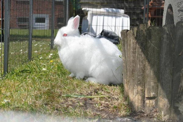Возлюбленный Пушистый Белый Кролик Траве — стоковое фото