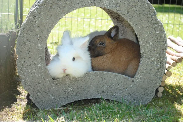 Eine Nahaufnahme Von Kaninchen — Stockfoto