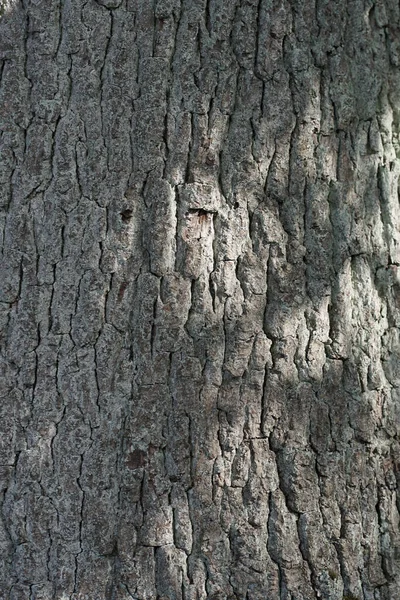 Eine Vertikale Aufnahme Eines Baumstammes Unter Den Sonnenstrahlen — Stockfoto