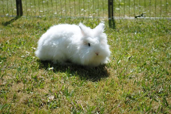 Das Entzückende Und Flauschige Weiße Kaninchen Auf Dem Gras — Stockfoto