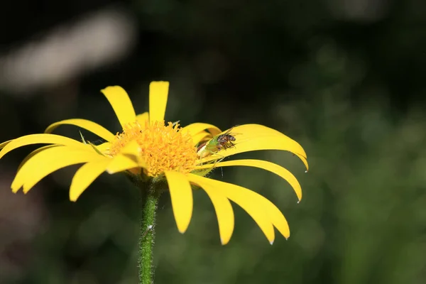 Eine Biene Auf Einer Gelben Blume — Stockfoto