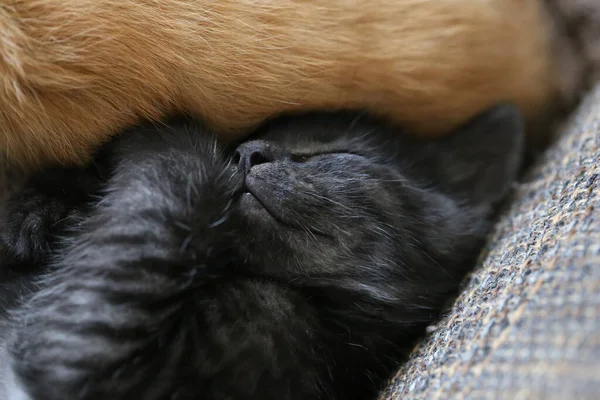 Primo Piano Gatti Che Riposano Divano — Foto Stock