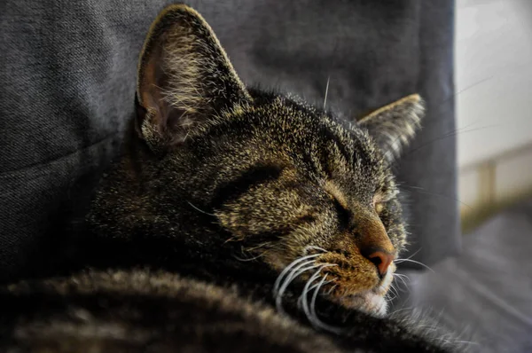 Closeup Shot Cute Cat — Stock Photo, Image