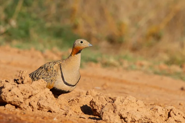 Tiro Close Sandgrouse Pin Tailed Ambiente Árido Zaragoza Espanha — Fotografia de Stock