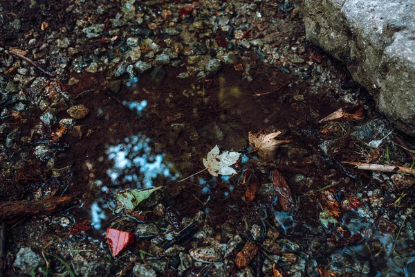 Tiro Ângulo Alto Uma Poça Meio Floresta — Fotografia de Stock