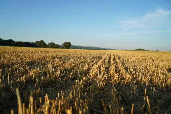 Ett Jordbruksfält Bakgrunden Blå Himmel — Stockfoto