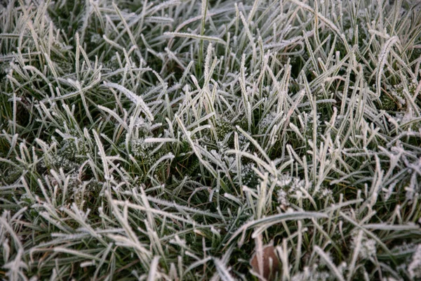 Eine Nahaufnahme Von Frostigem Gras — Stockfoto