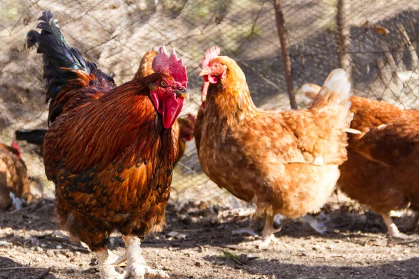 Tiro Foco Seletivo Galo Frango Galinheiro Fazenda — Fotografia de Stock