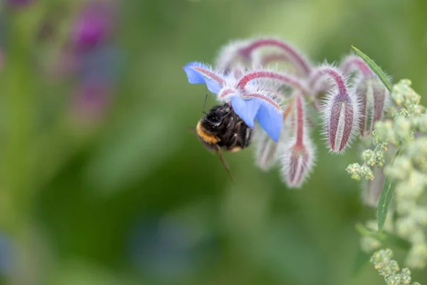Zbliżenie Ujęcia Pszczoły Roślinie — Zdjęcie stockowe