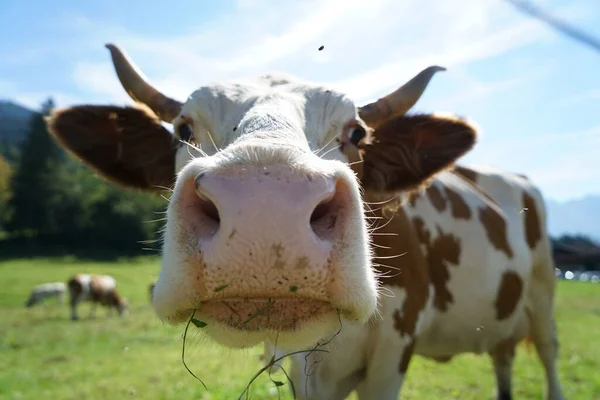 Adorable Closeup Shot Cow Sunny Day — Stock Photo, Image