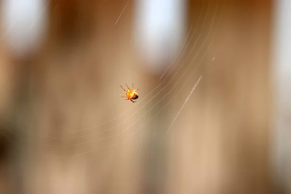 クモの巣だ — ストック写真