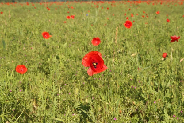 Tiro Close Uma Bela Flor Papoula Selvagem Prado — Fotografia de Stock