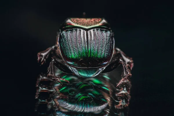 Una Macro Toma Del Exótico Escarabajo Colorido — Foto de Stock