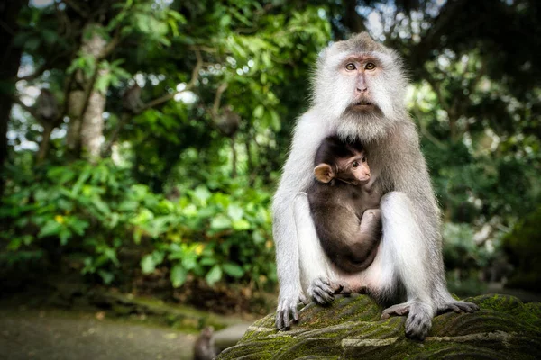 可愛いです母マカク猿保持その赤ちゃん — ストック写真