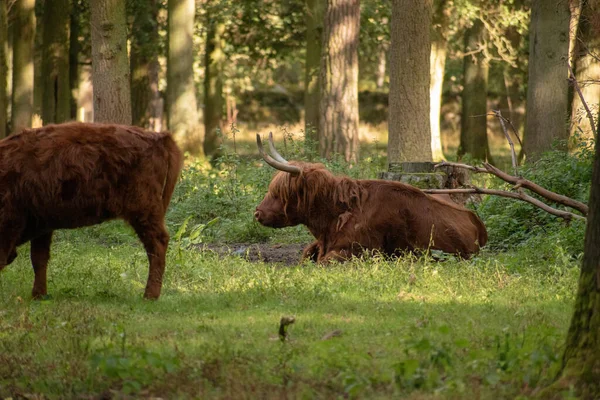 Toro Marrón Con Cuernos Largos Sentado Bosque —  Fotos de Stock