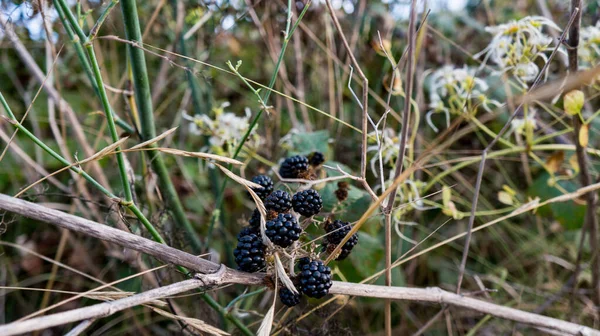 在干枯的灌木丛中留下的一些黑莓的特写镜头 完美的背景 — 图库照片