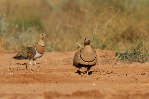 Close Grupo Sandgrouse Cauda Alfinete Deserto — Fotografia de Stock