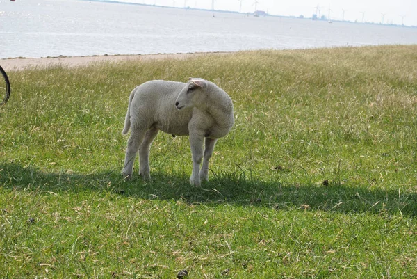 Ovelha Branca Campo Grama — Fotografia de Stock