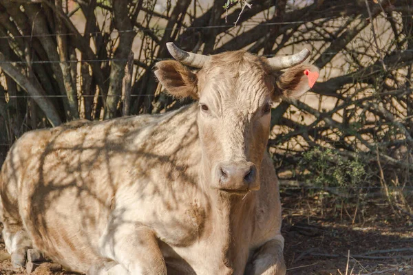 Tiro Perto Uma Vaca Bege Com Chifres — Fotografia de Stock