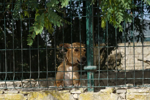 Closeup Dog Cage — Stock Photo, Image