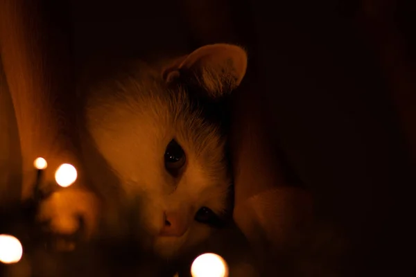 Düşük Açılı Seçici Odaklı Yakın Plan Bir Kedi Fotoğrafı — Stok fotoğraf