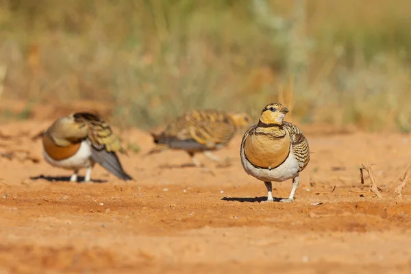 Close Grupo Sandgrouse Cauda Alfinete Deserto — Fotografia de Stock