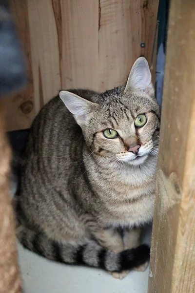 Ett Vertikalt Skott Katt — Stockfoto