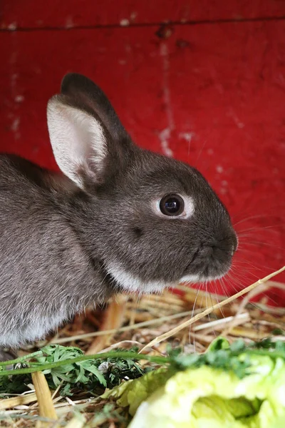 Tiro Vertical Conejo —  Fotos de Stock